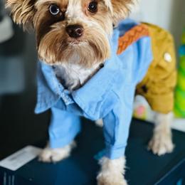 Kash - Yorkshire Terrier