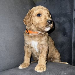Goldendoodle and Poodle Puppies from Houstonwehavedoodles