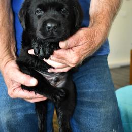 "Purple boy" Labrador Retriever Puppies from Winterstrom Labradors