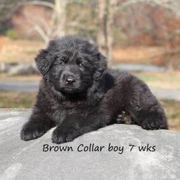 Brown Collar boy - Black male German Shepherd puppy in Elkmont, Alabama from Oakmont Shepherds