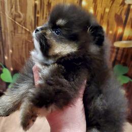 Pomeranian puppies from Brenda's Pomeranians - Amazing Grace Pomeranians