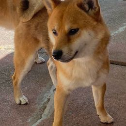 Miso - Shiba Inu