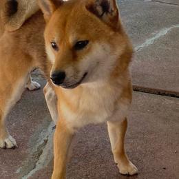 Miso - Shiba Inu