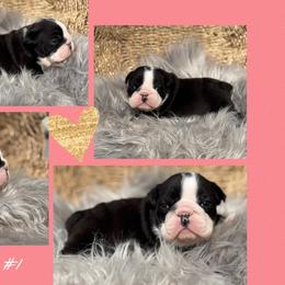 Cookie - Black tri-color female Bulldog puppy in Quinlan, Massachusetts from Wright Way Retrievers