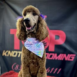 Juni - Poodle