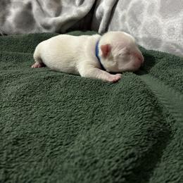 Boy 3 - male Boston Terrier puppy in Pierceton, Indiana from Deb's Boston Terriers