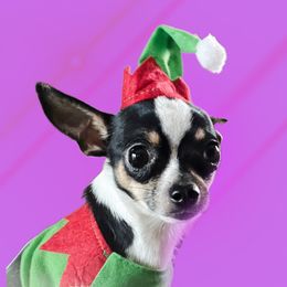 Skooch - Chihuahua