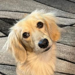 Beaux - Dachshund