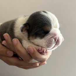 Mix chick - White Bulldog puppy in Alexandria, Virginia from Stacey D’s Bulldogs