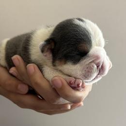 Mix chick - White Bulldog puppy in Alexandria, Virginia from Stacey D’s Bulldogs