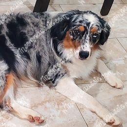 Dally  - Australian Shepherd