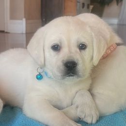 Snow(blue collar) - Yellow female Labrador Retriever puppy in Mansfield, Missouri from Leadhill Labs