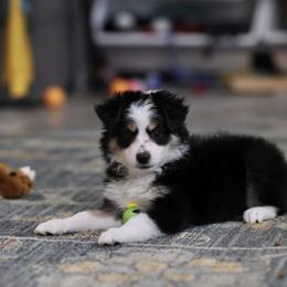 Dakota - Black tri female Toy Australian Shepherd puppy in Georgetown, Texas from Minikin Manor