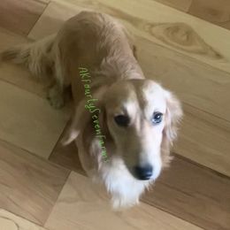 Baldr - Dachshund