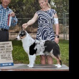 Rumor - Miniature American Shepherd