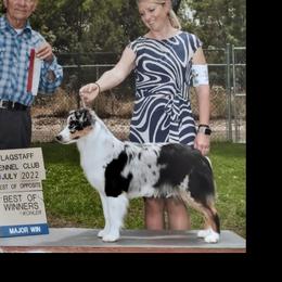 Rumor - Miniature American Shepherd
