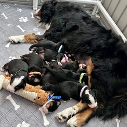 Bernese Mountain Dog Puppies from Red Bridge Berners