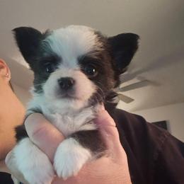 Puppy 2 - Black and white male Chihuahua puppy in Springfield, Missouri from Casadelopez Tails