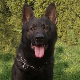 Quido - German Shepherd