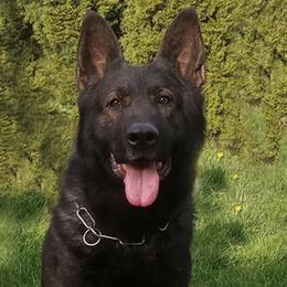 Quido - German Shepherd