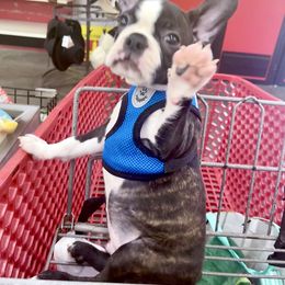 Boston Terrier Puppies from Rhondanas Boston Terriers