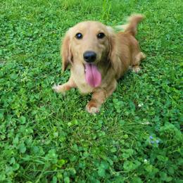 Sparky - Dachshund