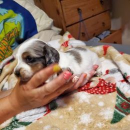 Dachshunds from Catie's Doxies