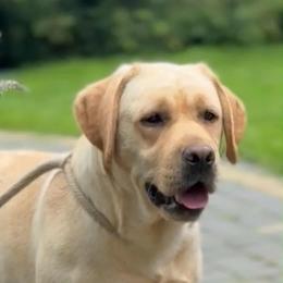 Cabo - Labrador Retriever