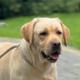 Cabo