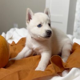 Siberian Husky Puppies from Snowy Siberians