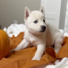 Siberian Husky Puppies from Snowy Siberians