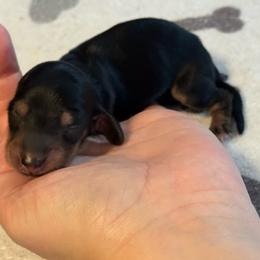 Zippy - Black and tan male Dachshund puppy in Staley, North Carolina from Langley Farms Dachshunds