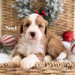 Noel - Red female Bernedoodle puppy in Murrieta, California from Brookside Bernedoodles