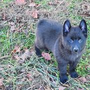 Schipperke Puppies from Karric Kennels