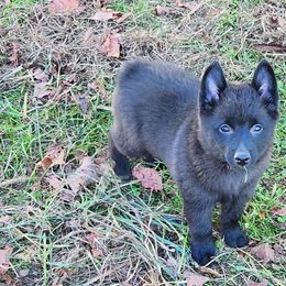Schipperke Puppies from Karric Kennels