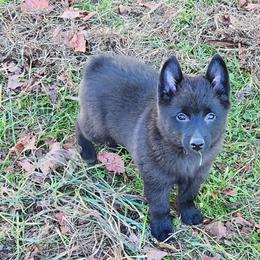 Schipperke Puppies from Karric Kennels