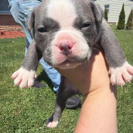 Cinderella - Lilac tri-color female Bulldog puppy in Harvard, Illinois from Bramble & Brute Canines
