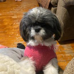 Charlotte - Brindle and white female Shih Tzu puppy in Wyoming, Michigan from Shih Tzu Shenanigans