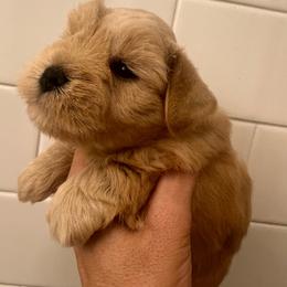 Liam - Wheaten male Miniature Schnauzer puppy in Grayson, Kentucky from Seventh Heaven Schnauzers