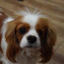 Peanut - Blenheim female Cavalier King Charles Spaniel puppy in Porterville, California from Moore Cavaliers