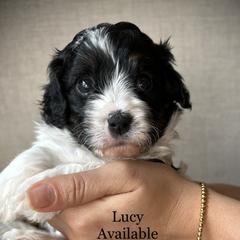 Girl 2 - Cavapoo puppy from Carolina Doodles & Co.