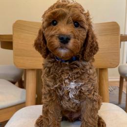 Blue collar boy - Red  male Goldendoodle puppy in Newcastle, Oklahoma from Ritzy Creek Doodles