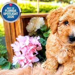 Goldendoodle Puppies from We R Mini Doodles