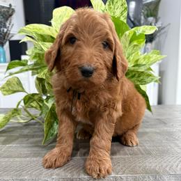 Black - Red  male Goldendoodle puppy in Bakersfield, California from Lavish Doodles
