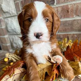 Grumpy (7 dwarfs theme) - Red  male Goldendoodle puppy in Ozark, Missouri from Halo Doodles