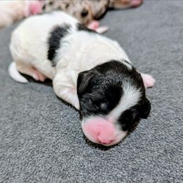 Everest - Black and white male Bernedoodle puppy in Waco, Texas from Hope Valley Doodles