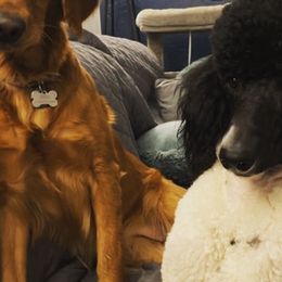 Goldendoodles from A1Doodles