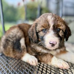 Bonnie - Sable female Bordoodle puppy in Eastman, Georgia from Dood B Ranch