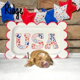 Ridge - Apricot male Australian Labradoodle puppy in Leicester, North Carolina from Paws For All Labradoodles