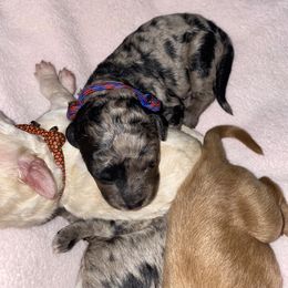 Bernedoodle and Goldendoodle Puppies from Saratoga Goldendoodles